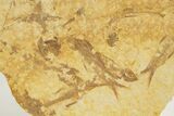Fossil Fish (Knightia) Mortality Plate - Wyoming #327798-1